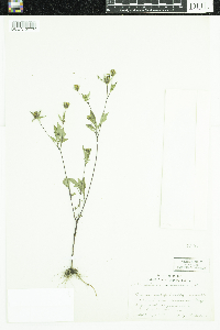 Bidens frondosa image