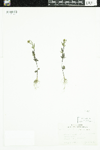 Bidens frondosa image