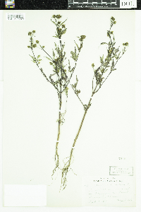 Bidens frondosa image