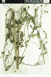 Bidens frondosa image