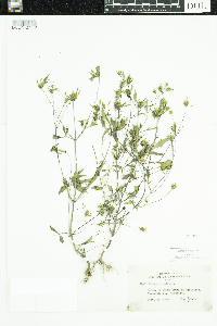 Bidens frondosa image