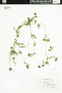 Bidens frondosa image