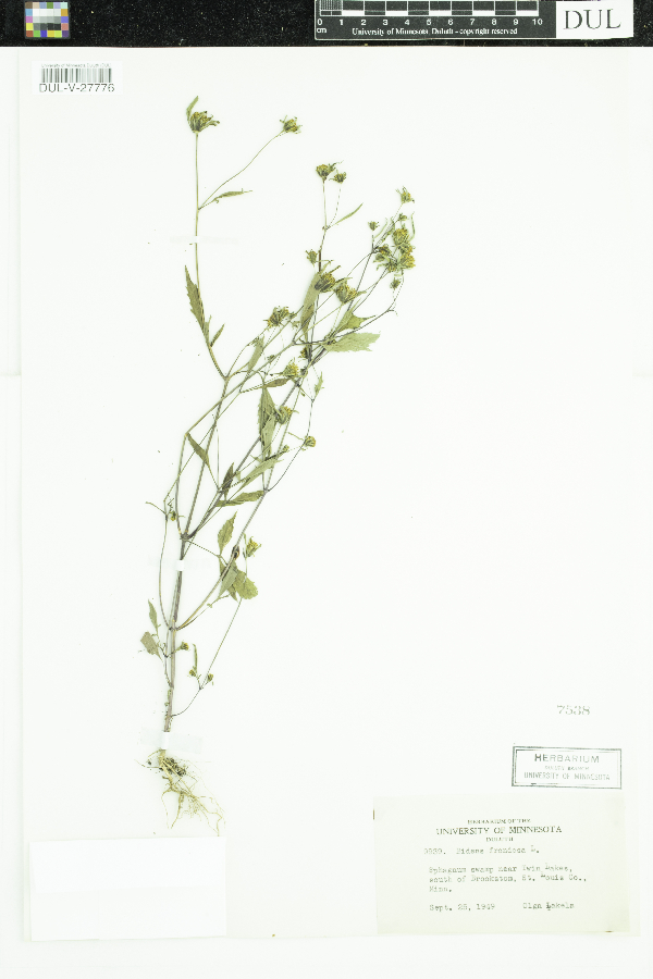 Bidens frondosa image