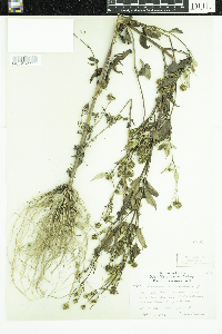 Bidens frondosa image