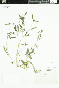 Bidens frondosa image