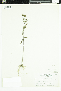 Bidens frondosa image