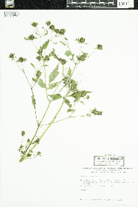 Bidens frondosa image