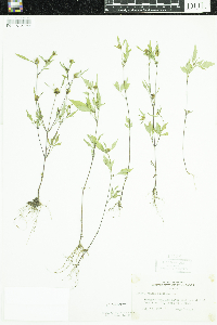 Bidens frondosa image