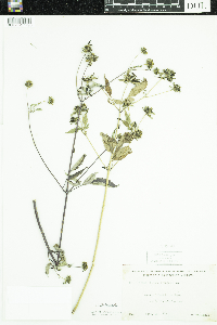 Bidens frondosa image