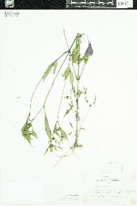 Bidens frondosa image