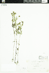 Bidens frondosa image