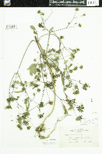 Bidens frondosa image