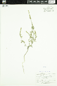Ambrosia artemisiifolia image