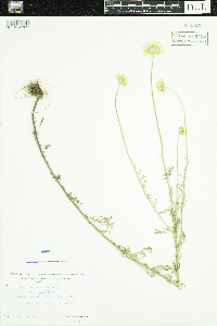 Cota tinctoria image