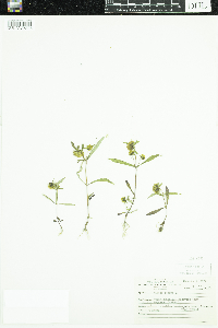 Bidens cernua image