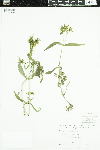 Bidens cernua image