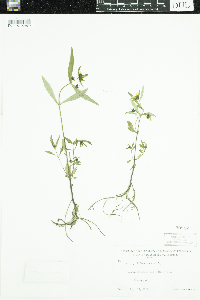 Bidens cernua image