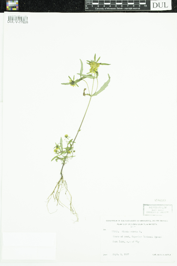 Bidens cernua image