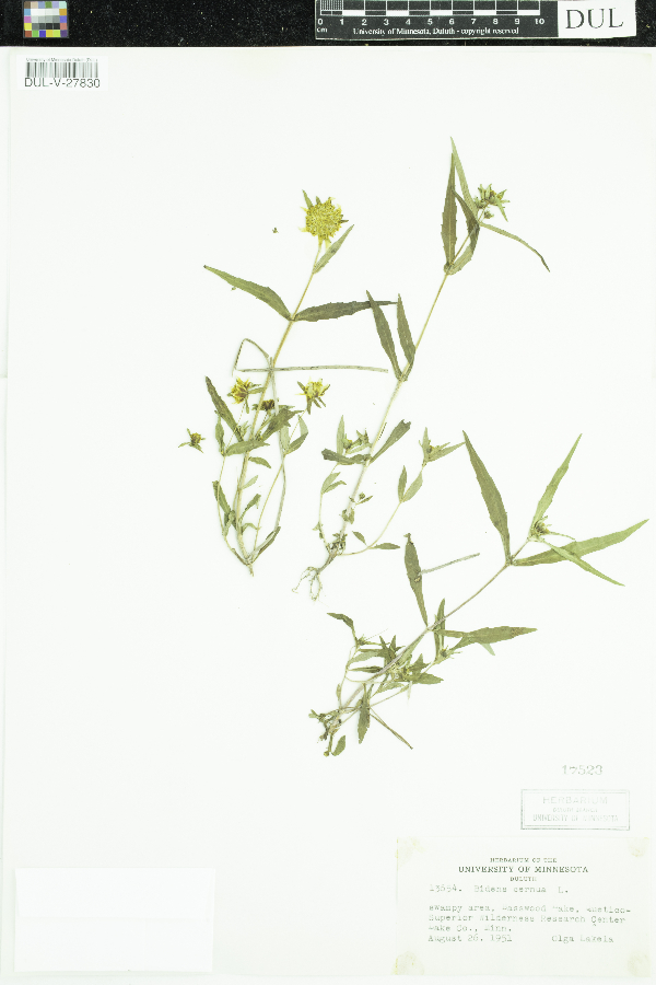 Bidens cernua image