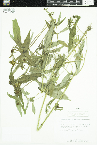 Thumbnail image of current specimen