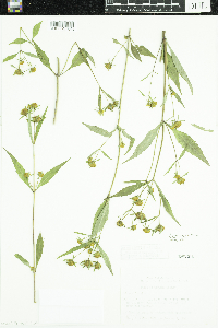 Bidens frondosa image