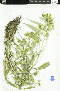 Bidens cernua image