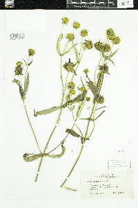 Thumbnail image of current specimen