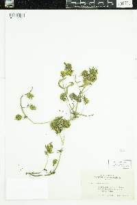 Bidens cernua image