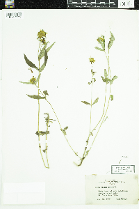 Bidens cernua image