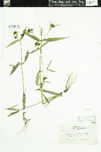 Bidens cernua image