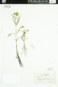 Bidens cernua image