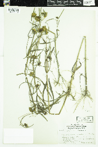 Bidens cernua image