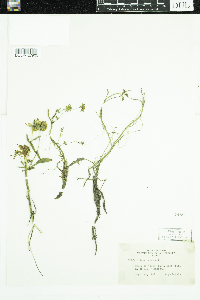 Bidens cernua image