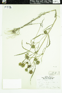 Bidens cernua image