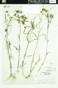 Bidens cernua image