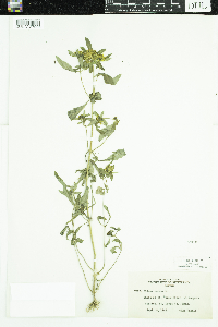 Bidens cernua image