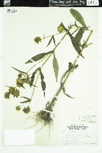 Bidens cernua image