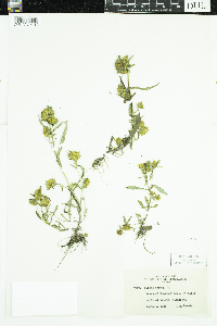 Bidens cernua image