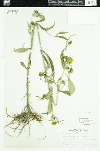 Bidens cernua image