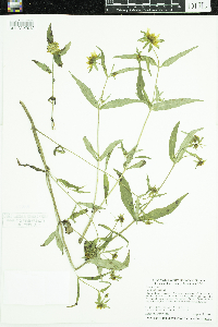 Bidens cernua image