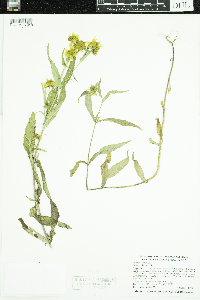 Bidens cernua image