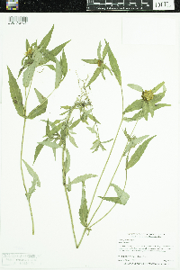 Bidens cernua image