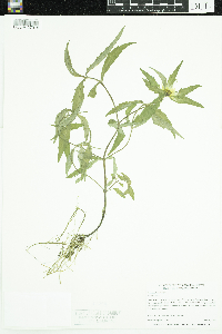 Bidens cernua image
