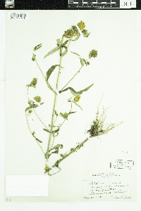 Bidens cernua image