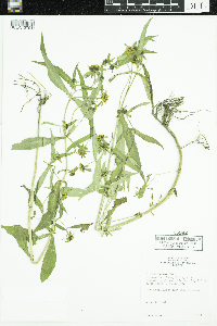 Bidens cernua image