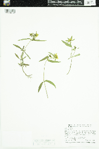 Bidens cernua image