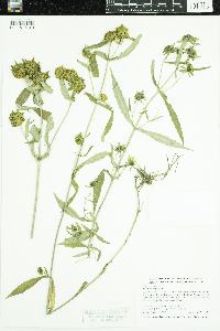 Bidens cernua image