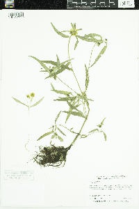 Bidens cernua image