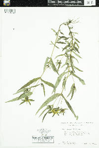 Bidens cernua image