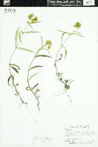 Bidens cernua image
